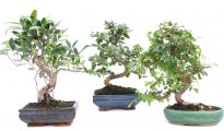 quanto-costa-un-bonsai