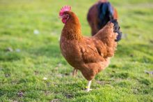quanto-costa-una-gallina
