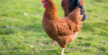 quanto-costa-una-gallina