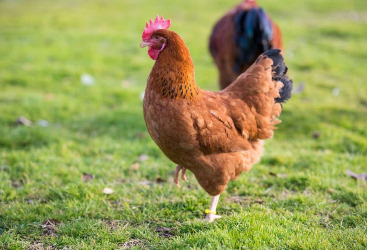 Quanto costa una gallina? 